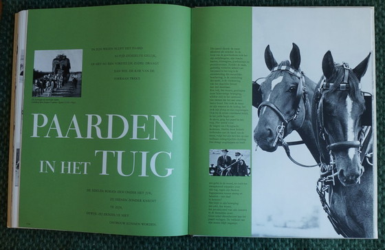 Image 1 of Ein Königreich für ein Pferd