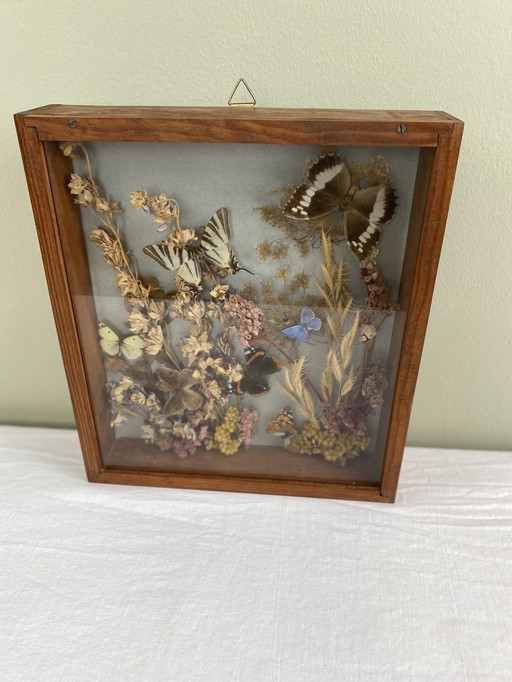 Framed butterflies and flowers