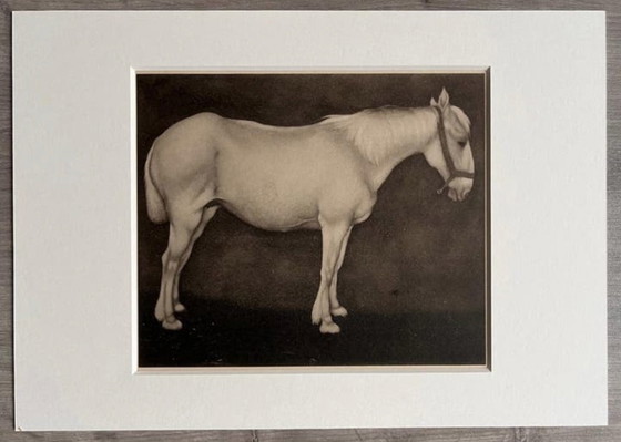 Image 1 of Jan Mankes 1889-1920 / Original Heliogravüre Weißes Pferd 1923