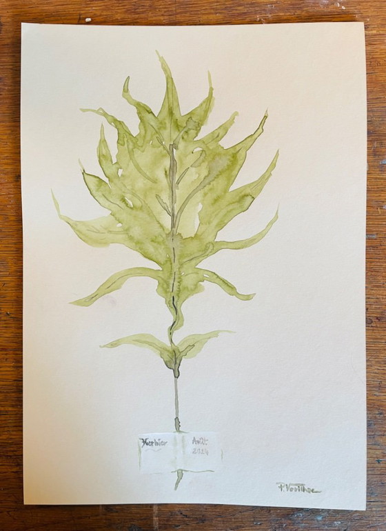 Image 1 of Dipinto ad acquerello firmato della collezione Herbier in trompe l'oeil
