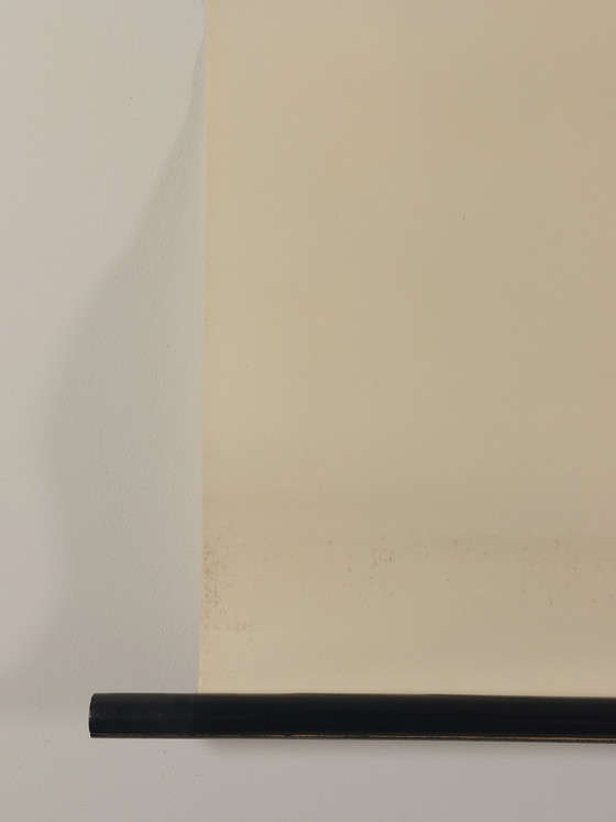 Image 1 of Vintage roll-up map, teaching aid, biology, mint family plants, wall map