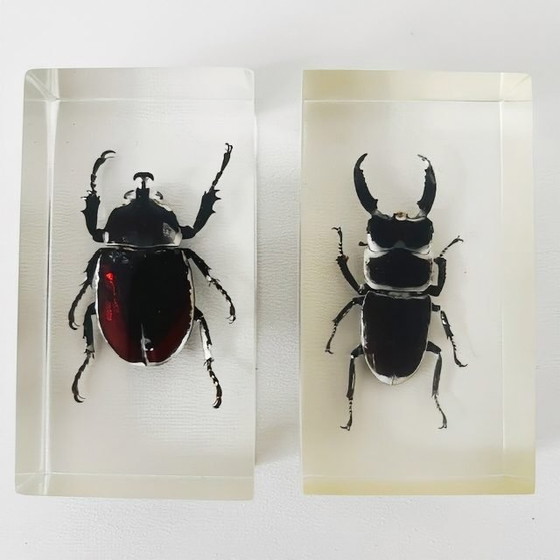 Image 1 of Ensemble vintage d'insectes en résine, scarabée rhinocéros, lucane cerf-volant, presse-papier en résine, années 1980