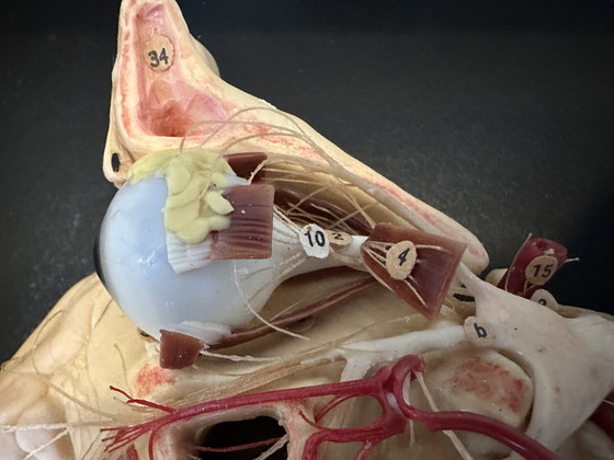 Image 1 of Antique display cabinet - wax model head (facies externa)