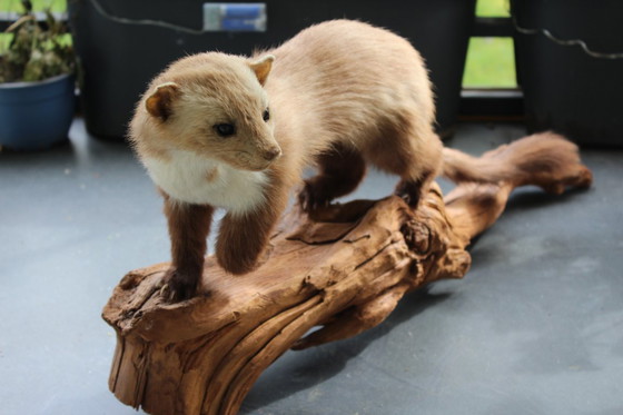 Image 1 of Trophée de martre empaillée vintage provenant d'une propriété, en bon état de conservation, avec matériel de fixation murale.