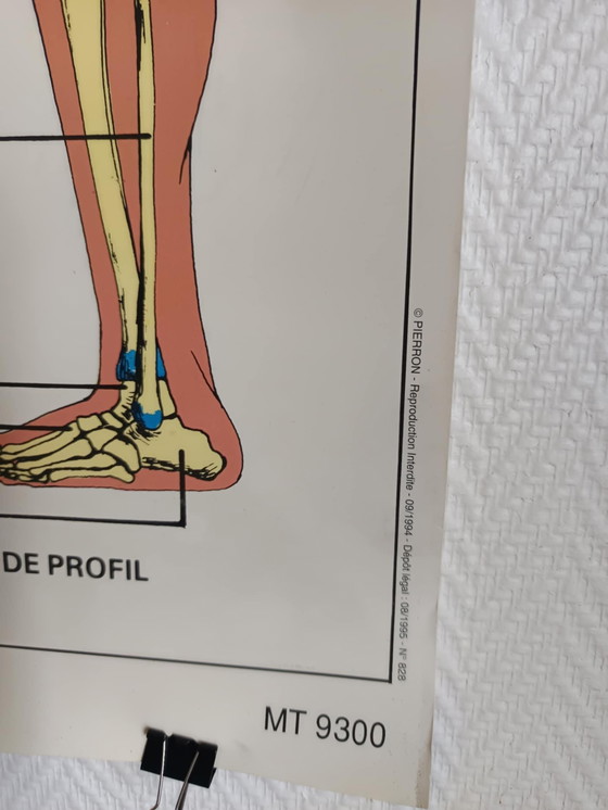 Image 1 of Vintage schoolposter "Gewervelde dieren