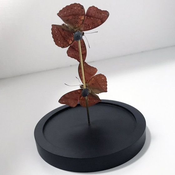 Image 1 of Cymotoe Sangaris - Aliante rosso sangue - Campana di vetro - Africa - 2020