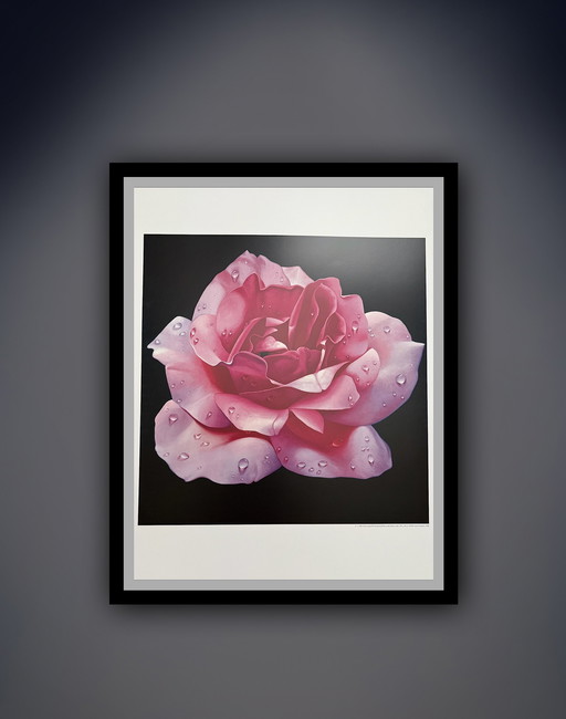 Franco Campana: "Pink Rose". Beautiful colors!