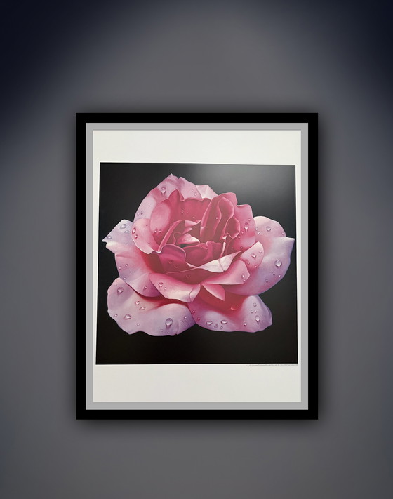 Image 1 of Franco Campana: "Pink Rose". Beautiful colors!