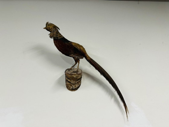 Antique stuffed Golden Pheasant Rooster – Decorative Objects, Wood, Other (photo 2 of 14)