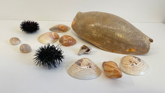 Image 1 of Seashell Collection