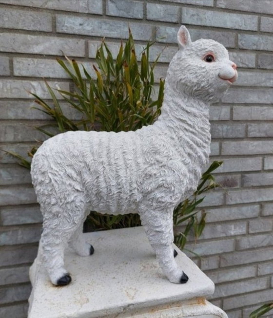 Image 1 of alpaga joyeux