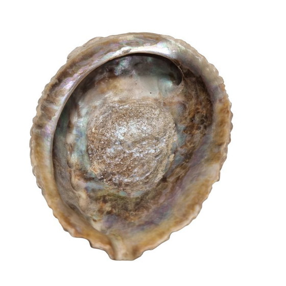 Image 1 of Vintage Abalone shells from New Zealand