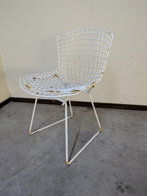 Image 1 of Chaise de salle à manger par Harry Bertoia