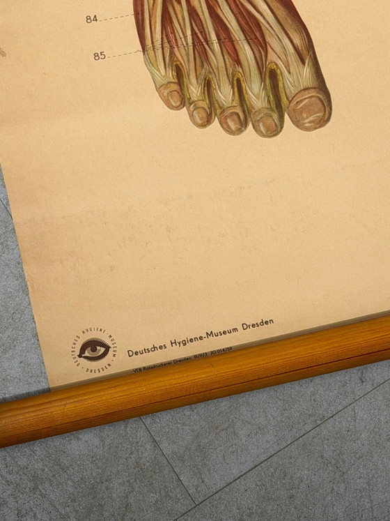 Vintage School Board "Muscle of Man", Germany, 1950s – Paintings & Drawings, Wood (photo 3 of 5)