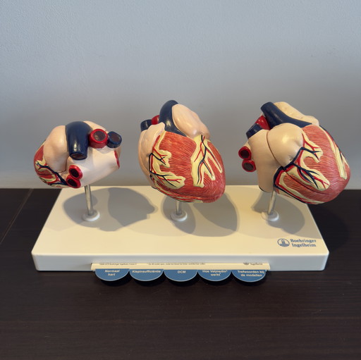 Three-part heart model animal - Boehringer Ingelheim Vetmedin