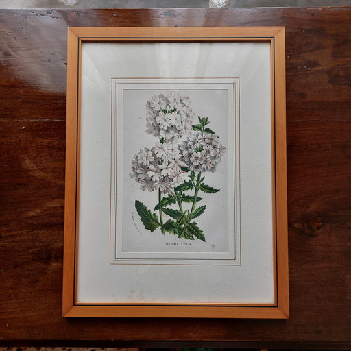 Twee ingelijste bloemenprenten - jaren 1950/60