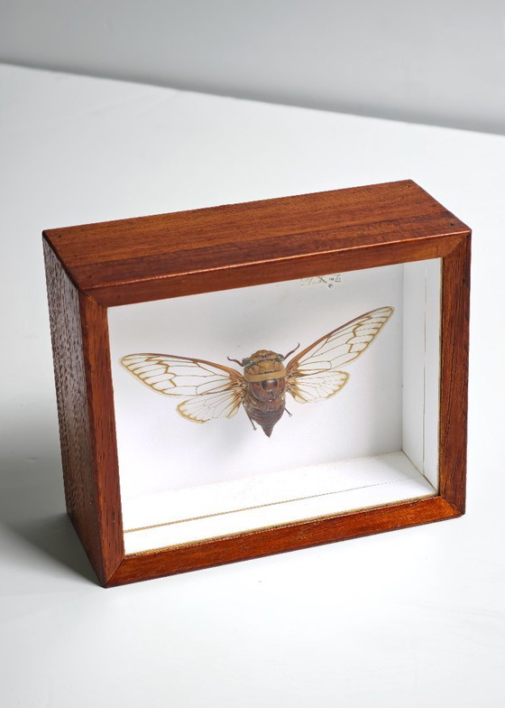 Image 1 of Large Cicada from Brazil Mounted Insect / Natural History Collector's Item 1986