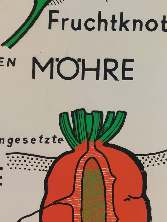 Image 1 of Vintage roll-up map, teaching aid, biology, umbellifers, wall map, botany