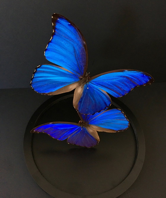 Image 1 of Morpho Didius • Géant Bleu • Cloche en Verre • Pérou • 2020
