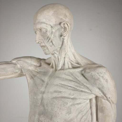 Modello anatomico Écorché – Scultura in gesso