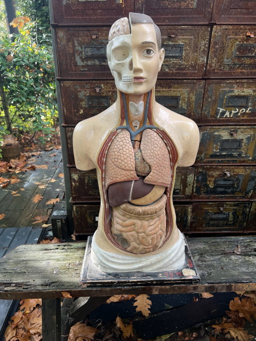 Medical Training Torso.