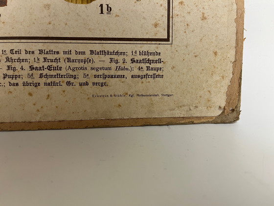 Image 1 of Pannello didattico, pannello scolastico, pannello espositivo, litografia, probabilmente intorno al 1900 - 64 cm