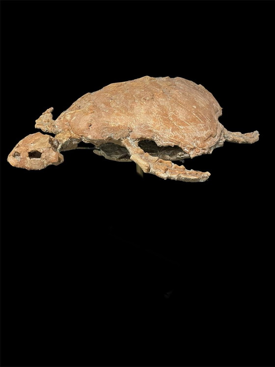 Image 1 of Scultura fossile di tartaruga