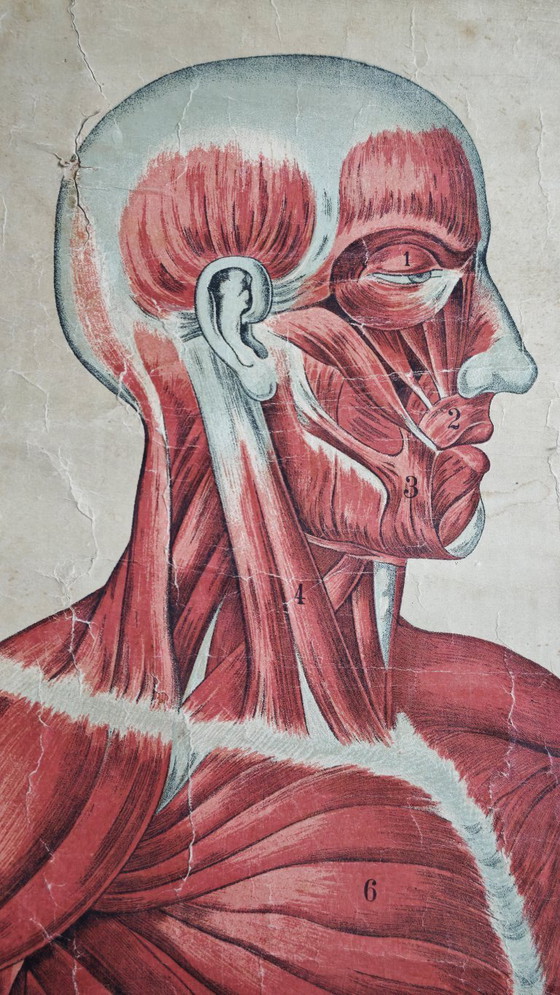 Image 1 of Poster scolastico Giga Vintage, Anatomia, corpo umano, tabella scolastica, retrò