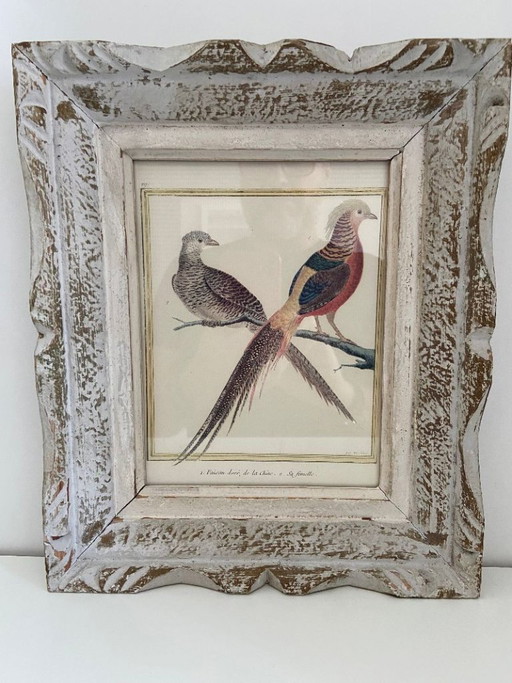 Engraving, Drawing, Sketch: Pair of Chinese Golden Pheasants by François-Nicolas Martinet