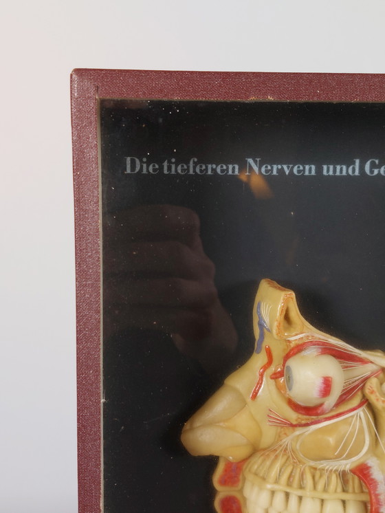 Image 1 of Medical wax model, Hygiene Museum Dresden, teaching model, display case, facial nerves