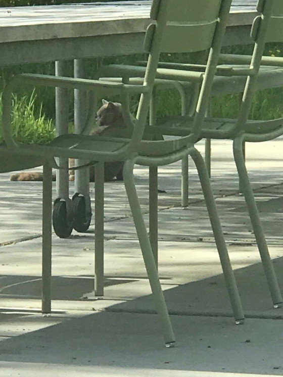 Image 1 of 4 x Sillas de jardín con reposabrazos Fermob Luxemburgo