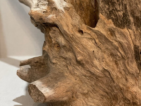 Image 1 of Fleur du désert de Ramon Monsanto