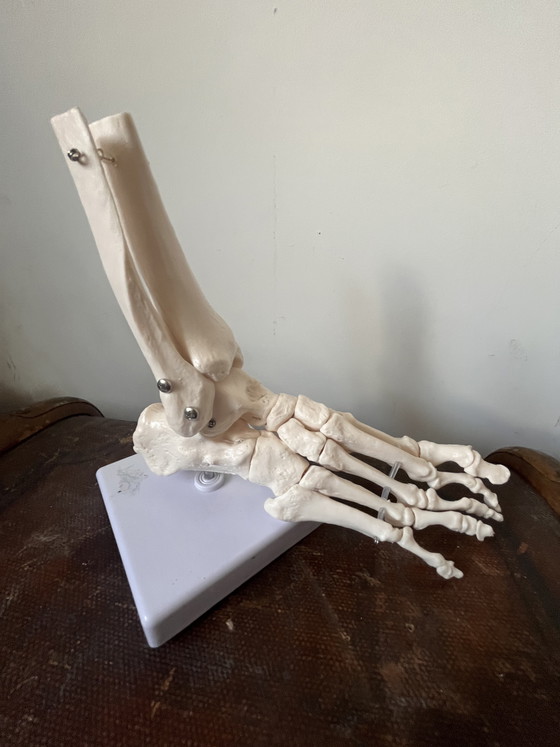 Image 1 of Piede a grandezza naturale modello anatomico vintage
