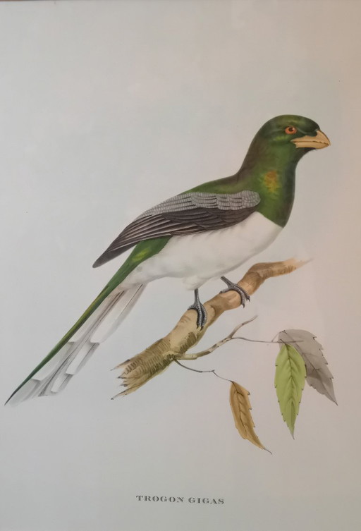 John Gould, Trogon Gigas