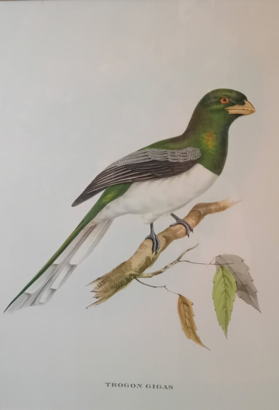 Image 1 of John Gould, Trogon Gigas