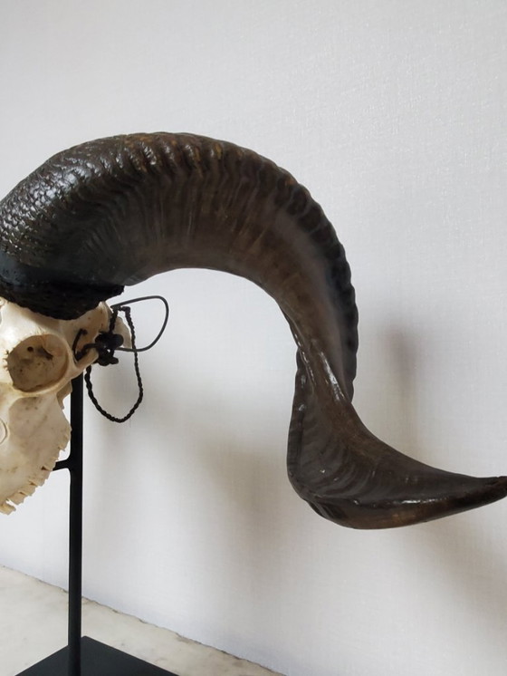 Image 1 of Tassidermia - Teschio di ariete intagliato su base (rif. 4039)