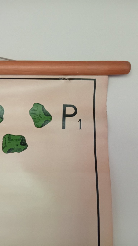 Image 1 of Tabla escolar antigua J. Verhave, Genética según Mendel N.° 2, Guisantes