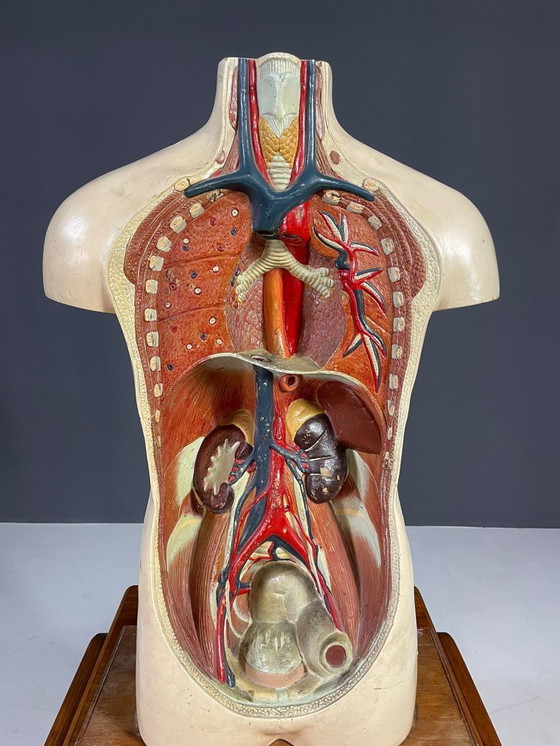 Image 1 of Anatomisch menselijk model, leermiddel, Tsjecho-Slowakije, jaren 1960