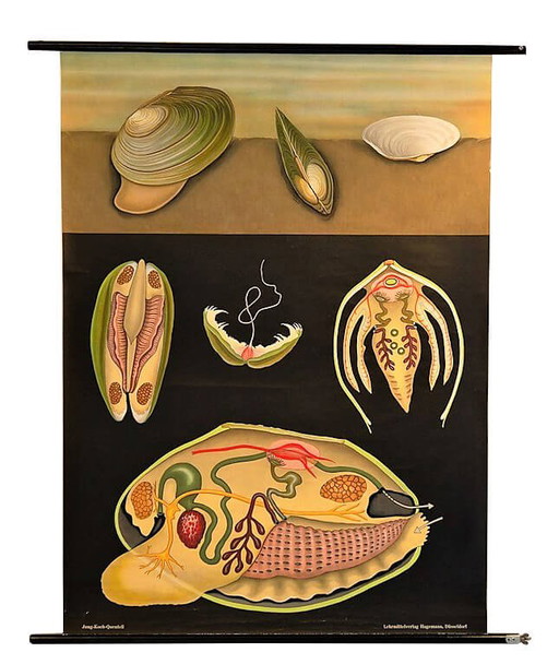 Affiche scolaire de Mollusco, Jung Koch Quentelle