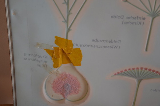 Image 1 of Unieke Vintage  - oude schoolplaat bloemen - oude Duitse schoolkaart - schoolplaat botanica - planten - biologie - plasticplaat