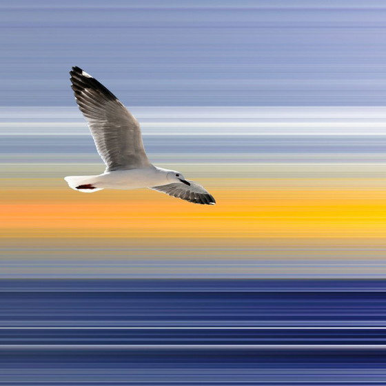 Image 1 of Sijbranda Sealines Jonathan Seagull