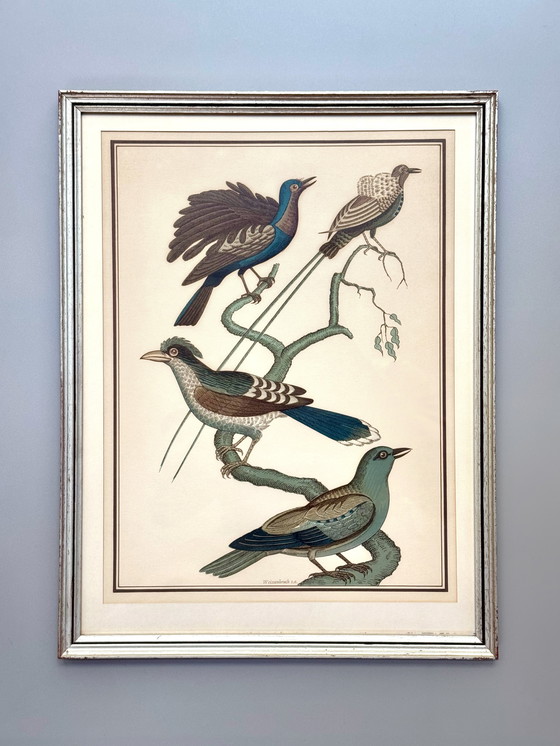 Image 1 of Lithographie ornithologique ancienne, Georges-Louis Leclerc, années 1920, imprimée par Weissenbruch S.A.