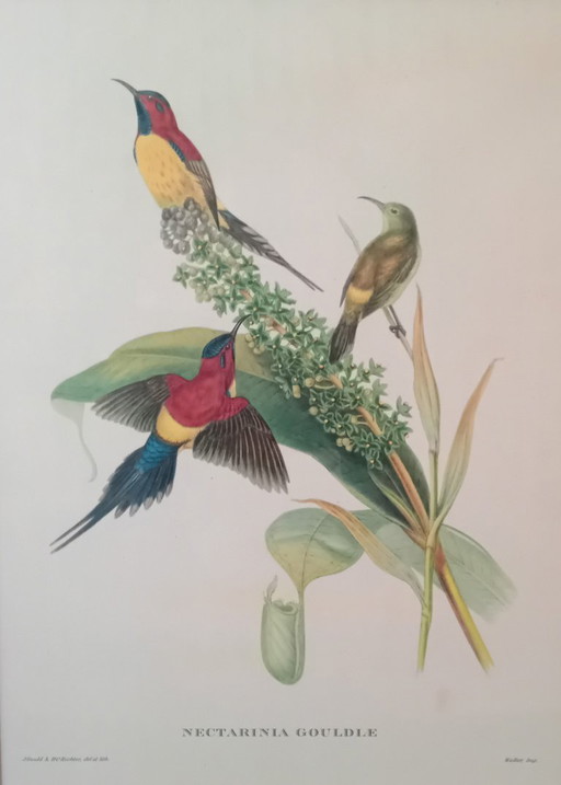 John Gould, Nectarinia Gouldiae