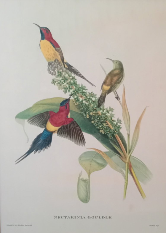 Image 1 of John Gould, Nectarinia Gouldiae