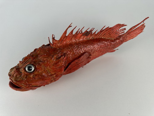 Vintage-gestopfter Roter Schnapper - Sebastes Norvegicus