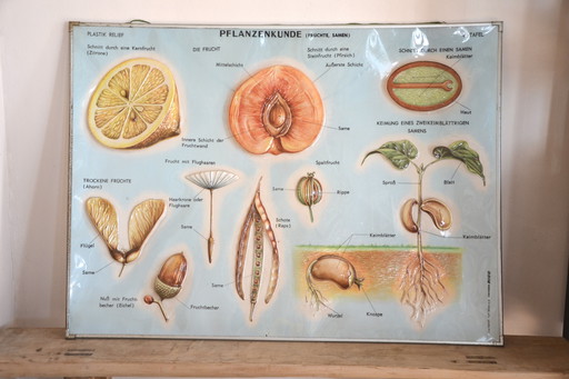 Unieke Vintage - Oude Schoolplaat Bloemen - Oude Duitse Schoolkaart - Schoolplaat Botanica - Planten - Biologie - Plasticplaat