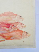 Poisson aquarelle vintage - Vivaneau rouge