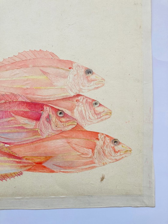 Image 1 of Poisson aquarelle vintage - Vivaneau rouge