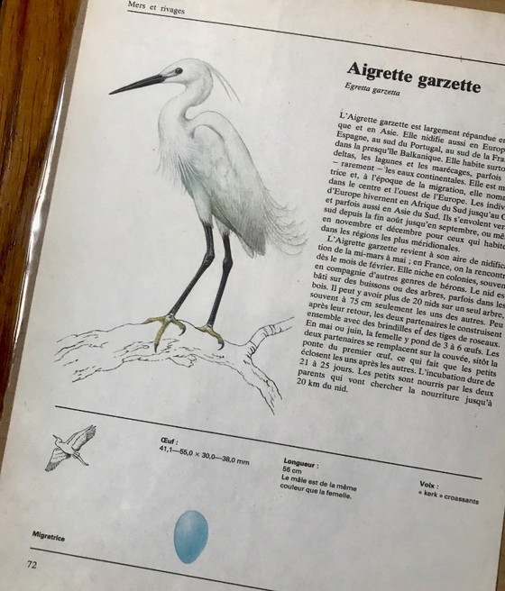 Image 1 of Vintage European bird illustrations