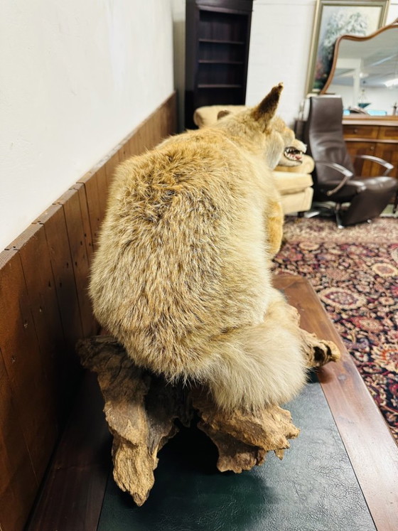 Antiker ausgestopfter Fuchs – Dekorative Objekte, Holz, Andere (photo 9 of 10)